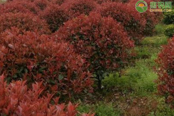 红叶石楠价格地区差异及品种推荐-松松肥园艺土