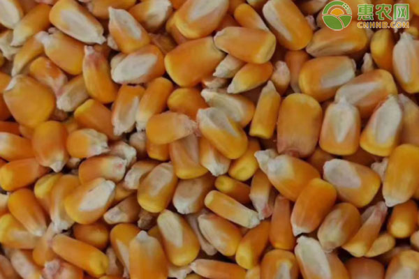 玉米价格后期走势分析：涨跌并存 短期窄幅震荡-松松肥园艺土