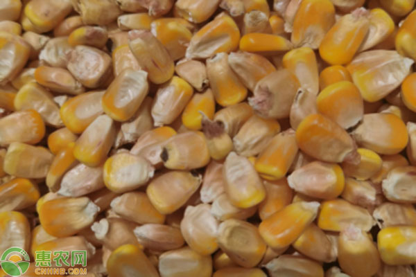 玉米价格后期走势分析：涨跌并存 短期窄幅震荡-松松肥园艺土