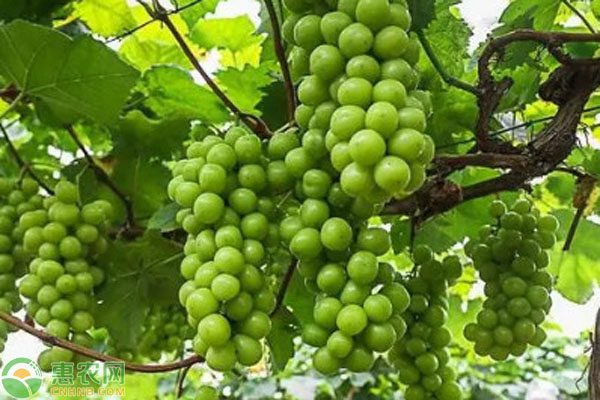 2024阳光玫瑰葡萄精品解读：现价走势及种植要点-松松肥园艺土