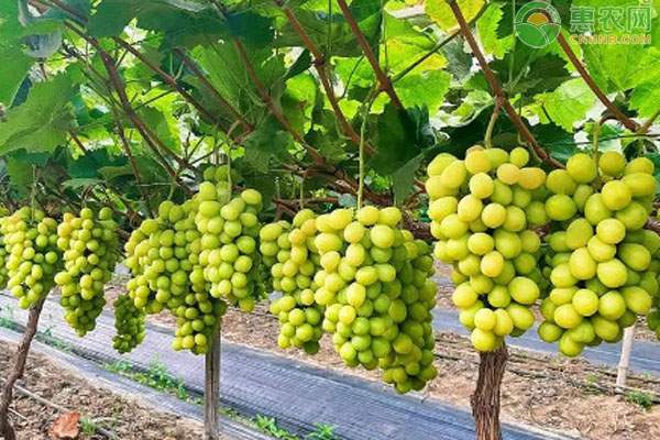 2024阳光玫瑰葡萄精品解读：现价走势及种植要点-松松肥园艺土