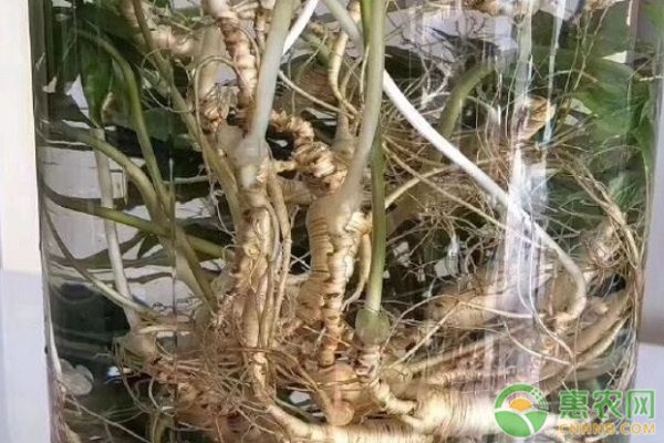 各地鲜人参价格汇总，如何选择与保存方法-松松肥园艺土