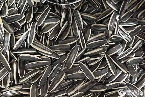 葵花籽市场价格及选购技巧2024年9月-松松肥园艺土