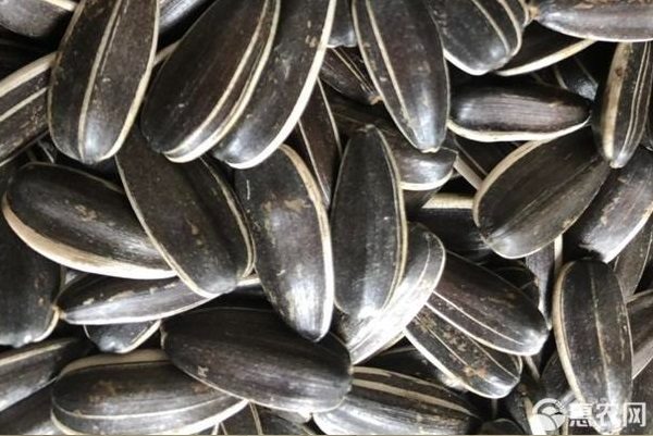 葵花籽市场价格及选购技巧2024年9月-松松肥园艺土