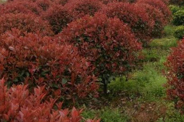 红叶石楠价格地区差异及品种推荐-松松肥园艺土 红叶石楠价格地区差异及品种推荐-松松肥园艺土