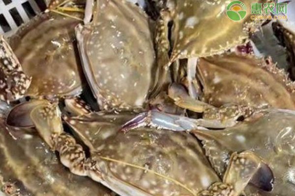 梭子蟹价格、最佳食用季节及挑选技巧指南-松松肥园艺土 梭子蟹价格、最佳食用季节及挑选技巧指南-松松肥园艺土