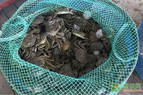 八月大闸蟹价格波动分析：童子蟹与中秋期差异-松松肥园艺土