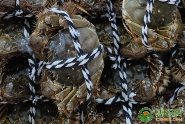 八月大闸蟹价格波动分析：童子蟹与中秋期差异-松松肥园艺土