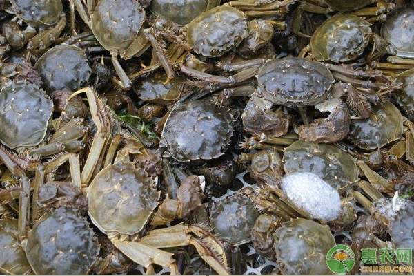 八月大闸蟹价格波动分析：童子蟹与中秋期差异-松松肥园艺土