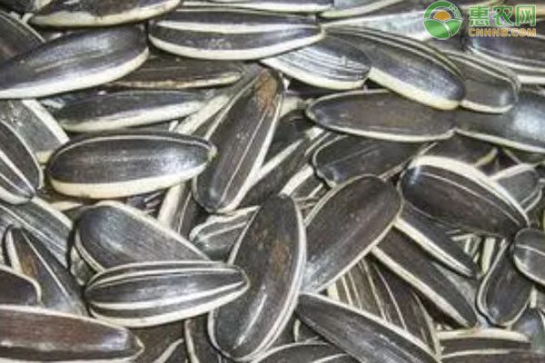 葵花籽价格行情及营养分析-松松肥园艺土