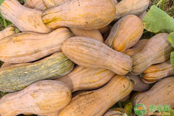 南瓜种子价格地区差异与新品种推荐-松松肥园艺土
