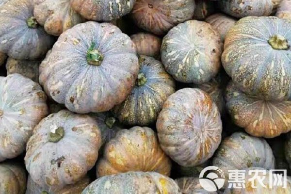 南瓜种子价格地区差异与新品种推荐-松松肥园艺土