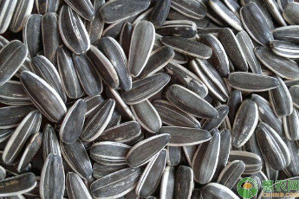 葵花籽价格行情及营养分析-松松肥园艺土