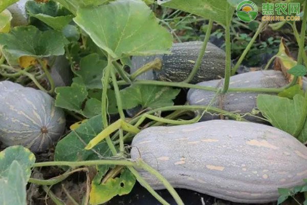 南瓜种子价格地区差异与新品种推荐-松松肥园艺土