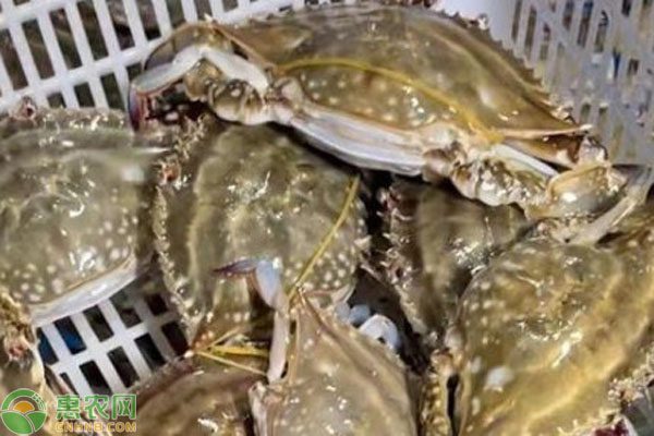梭子蟹价格、最佳食用季节及挑选技巧指南-松松肥园艺土 梭子蟹价格、最佳食用季节及挑选技巧指南-松松肥园艺土