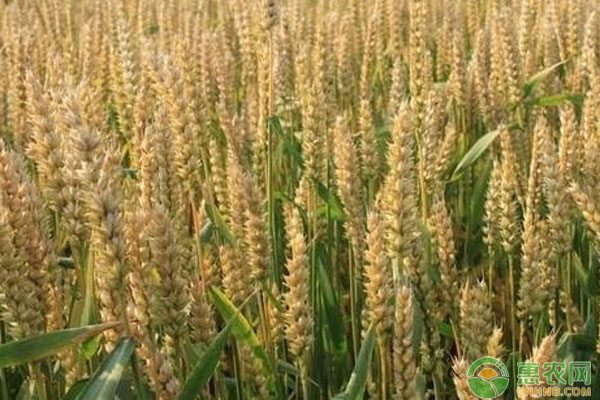 小麦价格趋稳回升需关注供需变化-松松肥园艺土