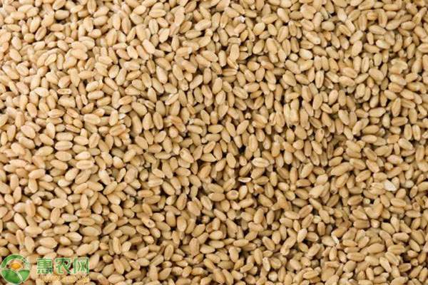 小麦价格趋稳回升需关注供需变化-松松肥园艺土