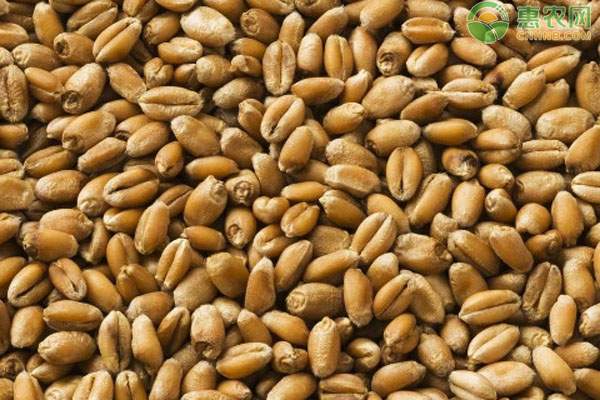 小麦价格趋稳回升需关注供需变化-松松肥园艺土