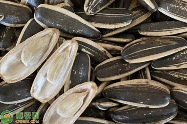 葵花籽价格行情及营养分析-松松肥园艺土