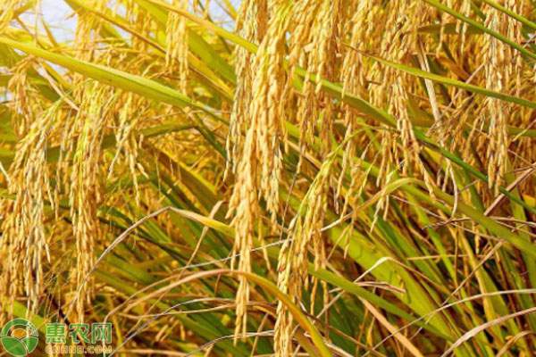 稻谷市场行情及优选水稻品种指南-松松肥园艺土