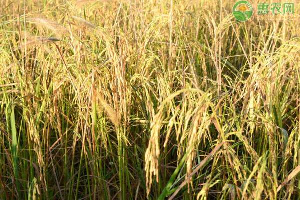 稻谷市场行情及优选水稻品种指南-松松肥园艺土