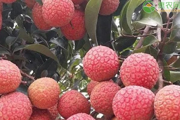 今年荔枝价格多少钱一斤?多地批发价公布-松松肥园艺土 今年荔枝价格多少钱一斤?多地批发价公布-松松肥园艺土