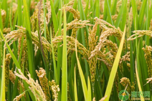 稻谷市场行情及优选水稻品种指南-松松肥园艺土