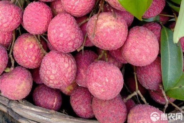 桂味荔枝苗价格差异大 各地区报价解析-松松肥园艺土