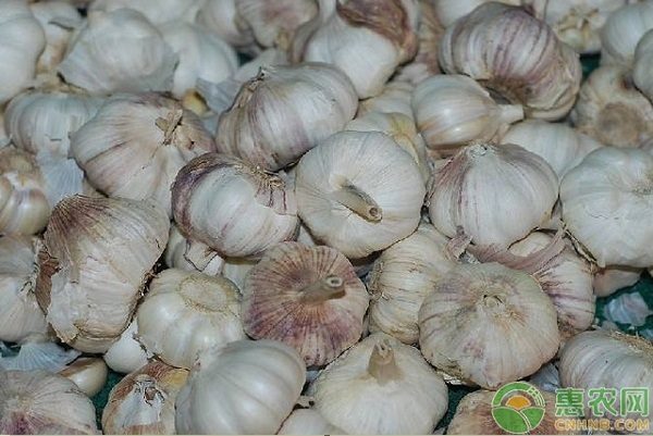 2024年5月大蒜价格汇总：地区差异与市场分析-松松肥园艺土