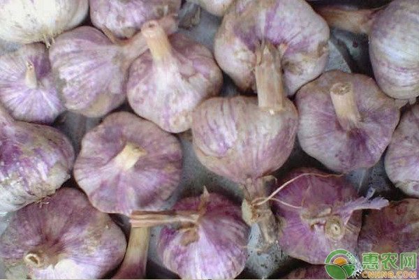 2024年5月大蒜价格汇总：地区差异与市场分析-松松肥园艺土