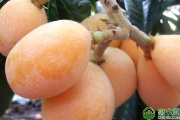 枇杷价格地区差异大，种类多样如何挑选-松松肥园艺土