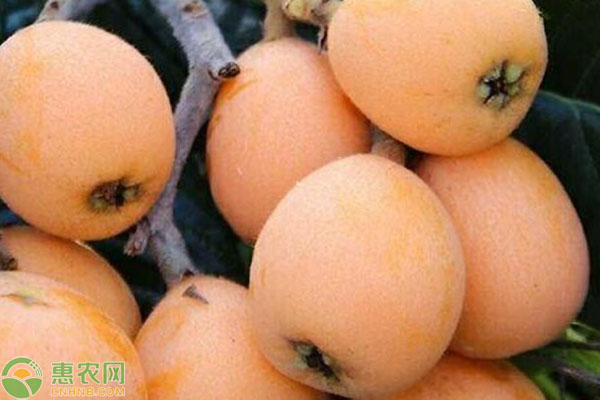 枇杷价格地区差异大，种类多样如何挑选-松松肥园艺土