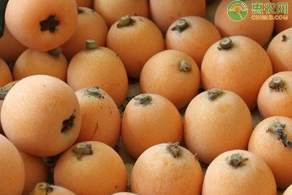 枇杷价格地区差异大，种类多样如何挑选-松松肥园艺土