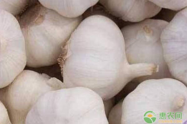 2024年5月大蒜价格汇总：地区差异与市场分析-松松肥园艺土