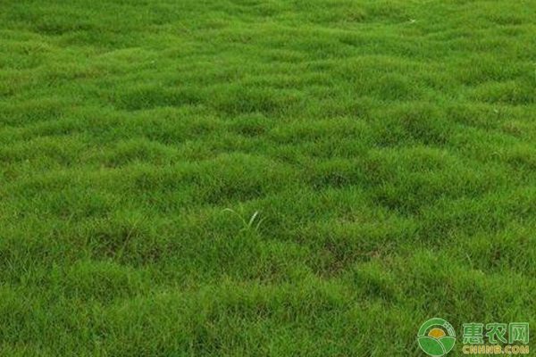 室外草坪价格及种类推荐,如何选材更合适-松松肥园艺土 室外草坪价格及种类推荐,如何选材更合适-松松肥园艺土