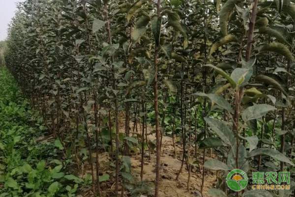 响富苹果树苗价格及品种优势分析-松松肥园艺土 响富苹果树苗价格及品种优势分析-松松肥园艺土