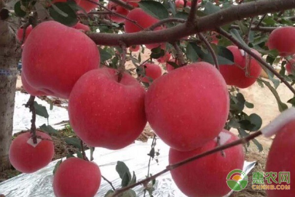 响富苹果树苗价格及品种优势分析-松松肥园艺土 响富苹果树苗价格及品种优势分析-松松肥园艺土