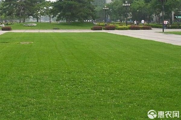室外草坪价格及种类推荐,如何选材更合适-松松肥园艺土 室外草坪价格及种类推荐,如何选材更合适-松松肥园艺土