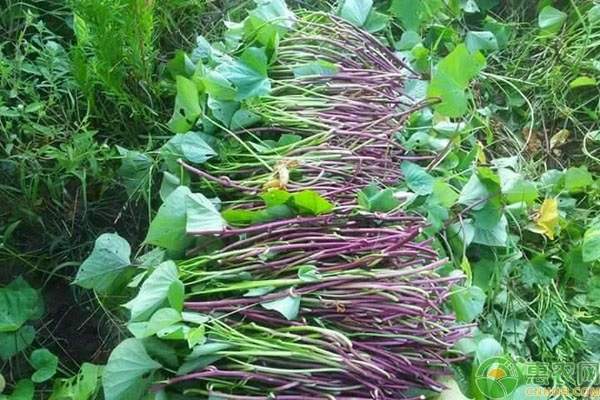 红薯种价格地区差异及种植时间参考-松松肥园艺土