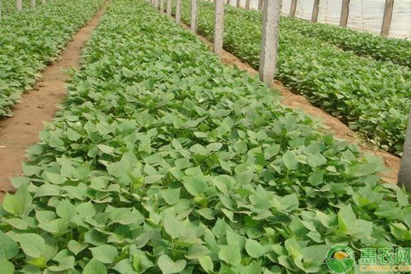 红薯种价格地区差异及种植时间参考-松松肥园艺土