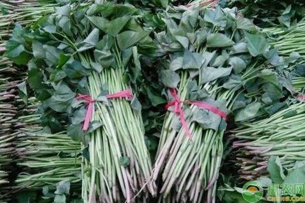 红薯种价格地区差异及种植时间参考-松松肥园艺土