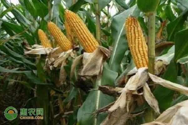 玉米价格全面上涨 3月份市场震荡待观察-松松肥园艺土