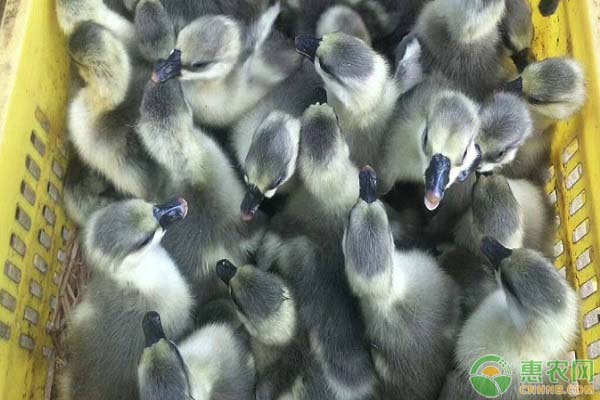 马岗鹅苗价格差异及养殖前景分析-松松肥园艺土