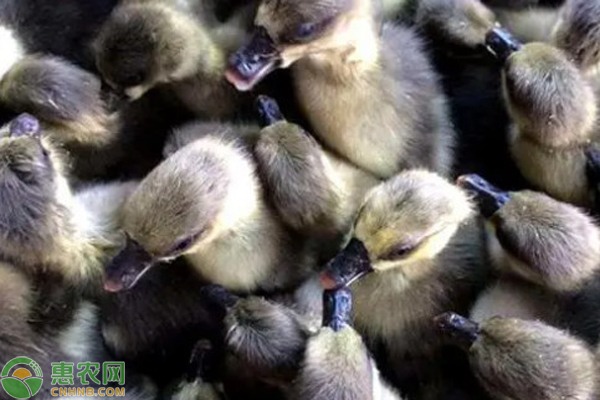 马岗鹅苗价格差异及养殖前景分析-松松肥园艺土