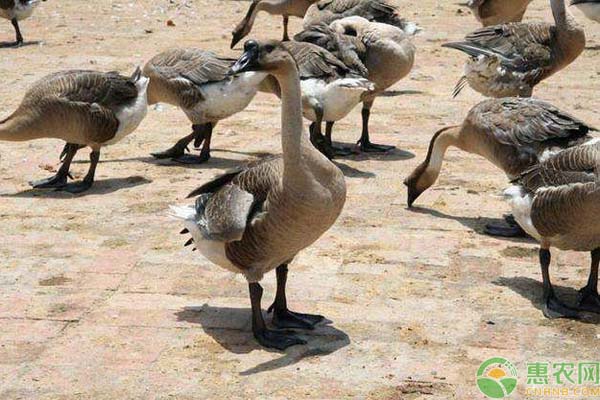 马岗鹅苗价格差异及养殖前景分析-松松肥园艺土