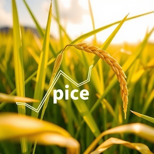 水稻价格最新行情2024