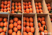 脐橙市场价格及产地分布解析-松松肥园艺土