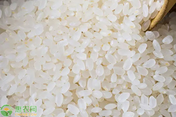 大米价格区域差异及品种选购解析-松松肥园艺土