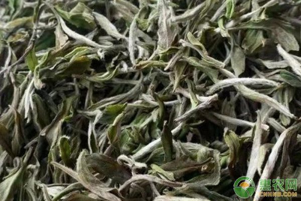 白茶价格因地区及品类而异，了解白茶的主要产地信息-松松肥园艺土