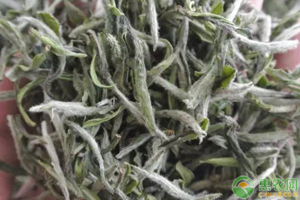 白茶价格因地区及品类而异，了解白茶的主要产地信息-松松肥园艺土